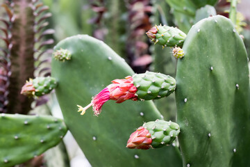 Beautiful Cochineal Nopal Cactus flower and buds.