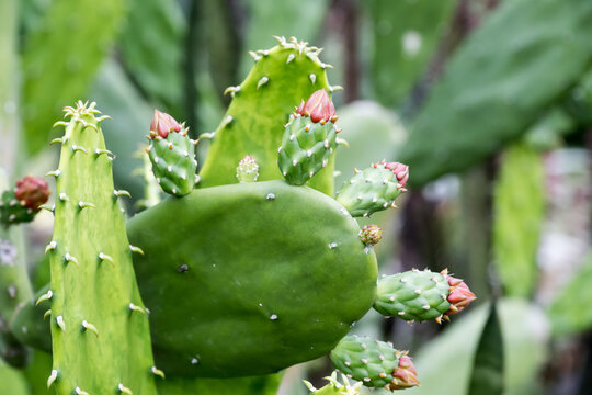 Beautiful Cochineal Nopal Cactus buds.