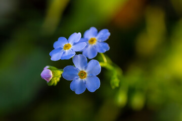 The blue flowers forget-me-not plant