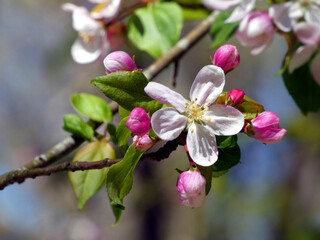 Apple blossom on the Baltic Sea coast