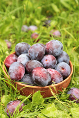 Plums in plate in garden. Ripe fresh organic plum harvest outdoors in bowl on green grass close up