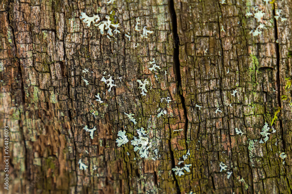 Poster old wood texture for background with copy space. wooden table covered with overgrown white lichen