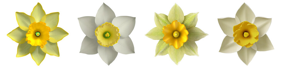 White Daffodil Flowers With Transparent Background