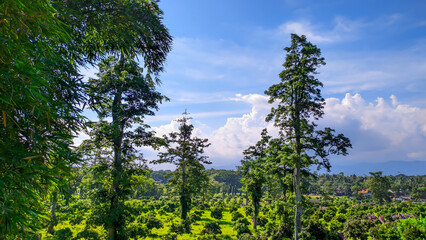 Tropical natural wallpaper views of tall trees and green blue sky background in Indonesia