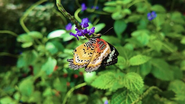 Slow motion Lacewing  butterfly moving around a flower