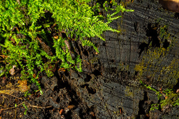 Precious drops of water from the morning dew covering an isolated plant of Ceratodon purpureus that is growing on the rock, purple moss, Burned ground moss on the stone, warm colours closeup