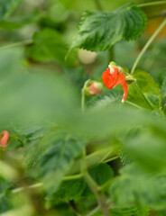 Beautiful close-up of an impatiens bururiensis flower