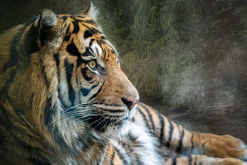Alert Tiger in Natural Habitat A Close-Up Portrait
