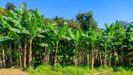 Banana tree with fresh green leaves in Indonesian nature,banana plantation