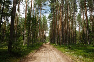 forest trees needles summer wild road