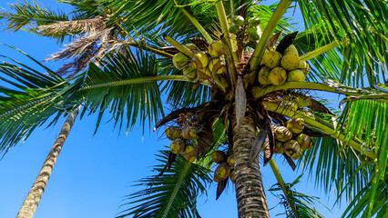 Fototapeta premium Close-up view of lush and green coconut trees on blue sky background