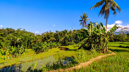 Fototapeta na wymiar View of rice field wallpaper, clear skies and beautiful trees in Java, Indonesia