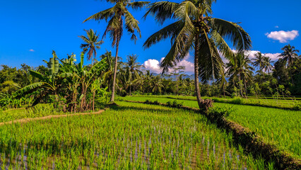 Fototapeta na wymiar View of rice field wallpaper, clear skies and beautiful trees in Java, Indonesia