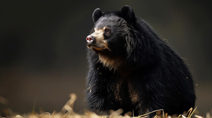 Close-up of a black bear's face with a keen gaze, highlighting its natural habitat