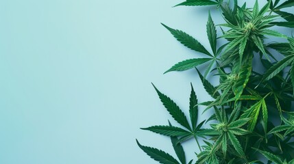 Cannabis plant leaves over plain background. - obrazy, fototapety, plakaty