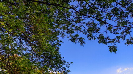 Background of tree branches as a canopy with blue sky
