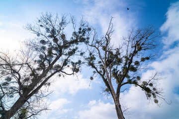 Tall old trees, mistletoe. Sunny day, clouds. Spring.