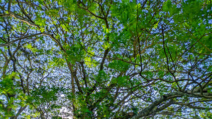 Background of tree branches as a canopy with blue sky