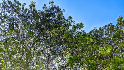 Background of tree branches as a canopy with blue sky