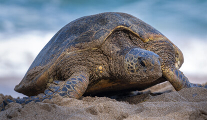 Hawaiian green sea turtle covered in sand