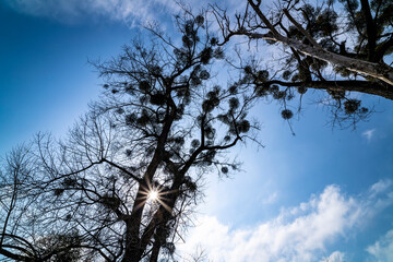 Tall old trees, mistletoe. Sunny day, clouds. Spring.