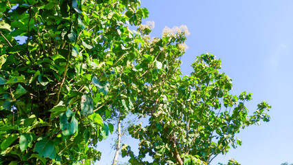 Fototapeta na wymiar Teak tree or Tectona grandis with fresh green leaves growing in Indonesian forests