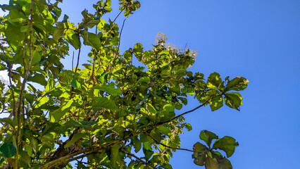 Teak tree or Tectona grandis with fresh green leaves growing in Indonesian forests