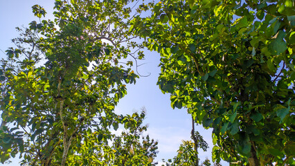 Teak tree or Tectona grandis with fresh green leaves growing in Indonesian forests