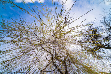 Spring, willow tree. Blue sky clouds.