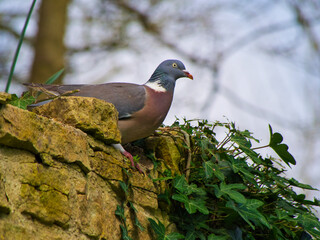 Pigeon sitting on a wall