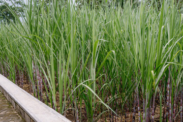 Fototapeta premium sugar cane plants on the land