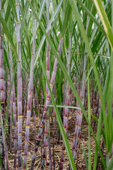 sugarcane in the wind