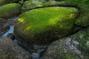 stone with moss after the ebb of the ocean