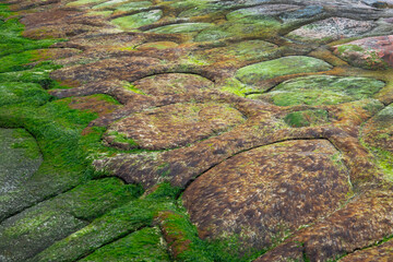 coastal texture of algae on rocks at low tide of the sea. moss texture in nature for background