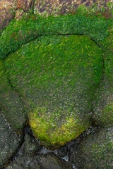 stone with moss after the ebb of the ocean