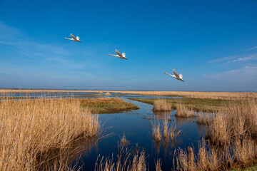 three white swans take off from the Karsiborska Kępa nature reserve, near Świnoujście. Poland - obrazy, fototapety, plakaty