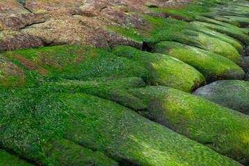 coastal background texture of algae on rocks at low tide of the sea