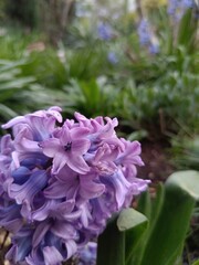 hyacinth purple