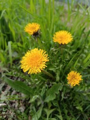 dandelions in the grass
