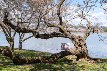 Cork tree is a protected tree at the tidal basin in Washington DC