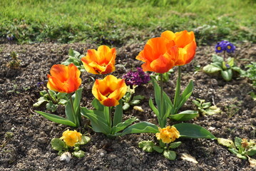 Tulipe orange au jardin - 764133228