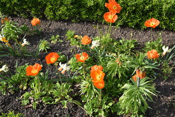 Papaver orientale en fleurs au jardin au printemps - 764133267