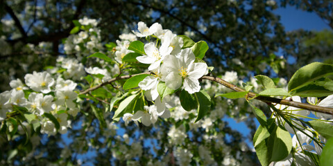 White blooming flowers of an apple tree on a branch with a tree crown on the background