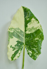 Alocasia green leaf on a white background