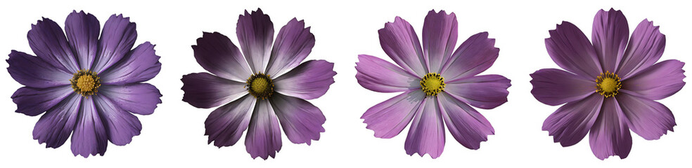 Purple Cosmos Flowers With Transparent Background