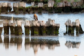 Hibou des marais, Hibou brachyote, Asio flammeus, Short eared Owl, region Pays de Loire; marais...
