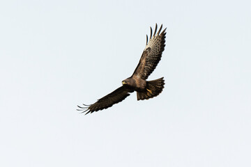 Buse variable,
Buteo buteo, Common Buzzard