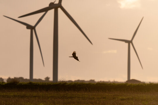 Busard des roseaux,.Circus aeruginosus, Western Marsh Harrier, coucher de soleil, &eacute;olienne, region Pays de Loire; marais Breton; 85, Vend&eacute;e, Loire Atlantique, France