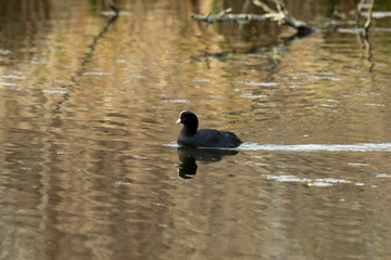 Foulque macroule, .Fulica atra, Eurasian Coot
