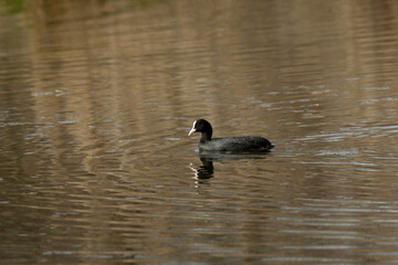 Foulque macroule, .Fulica atra, Eurasian Coot